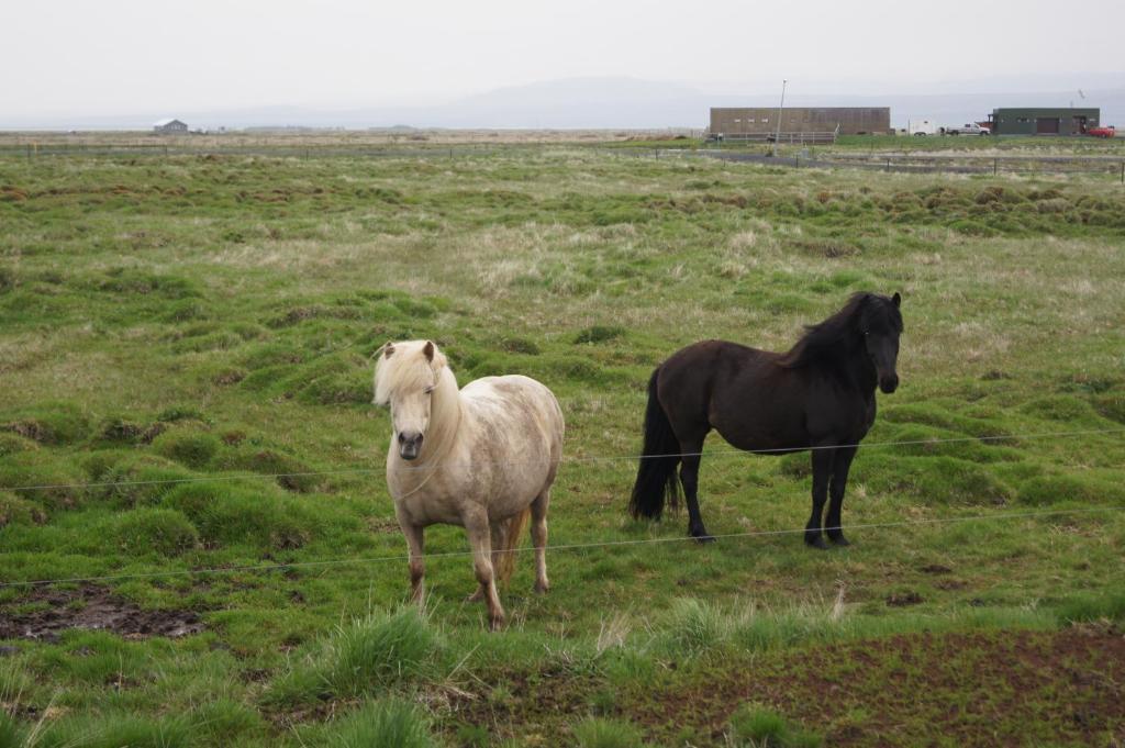 Guesthouse Nordheimar Selfoss Bagian luar foto